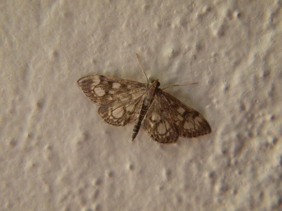 ID farfallina notturna  - Anania coronata